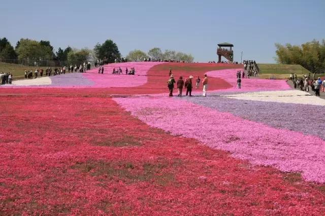 初夏绽放、长在地上！初夏的樱花——芝樱