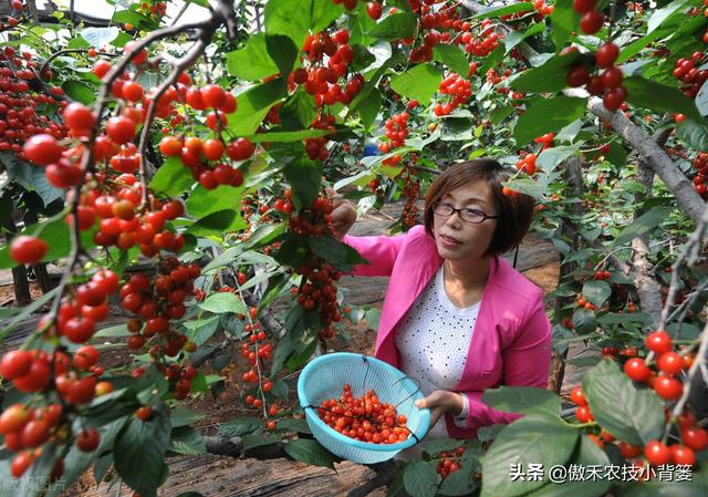 樱桃摘果后，要重点抓好追肥、夏剪、促花、保叶和病虫害防治管理