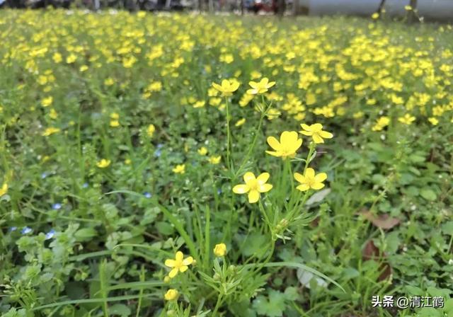 3月底开花，块根形似猫爪的植物，“6步骤”教你高效丰产栽培