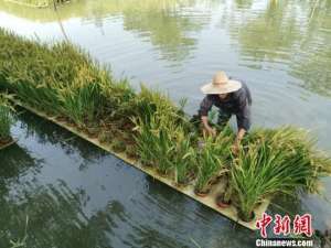 无土种植水稻-优质水稻“睡”浮床 农民下河“种出”新花样