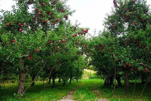 苹果高产的黑科技种植、技术与管理方法