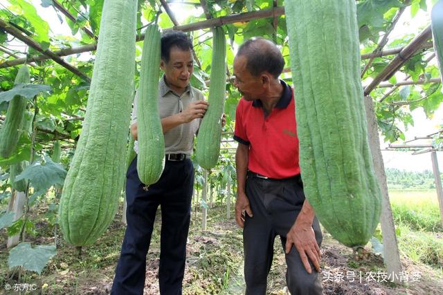 丝瓜畸形、苦味如何才能防治？如何种植管理才能高产？