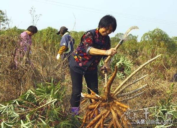 “四秘诀”栽培可推木薯抢高产低消耗，老农实用技术分享