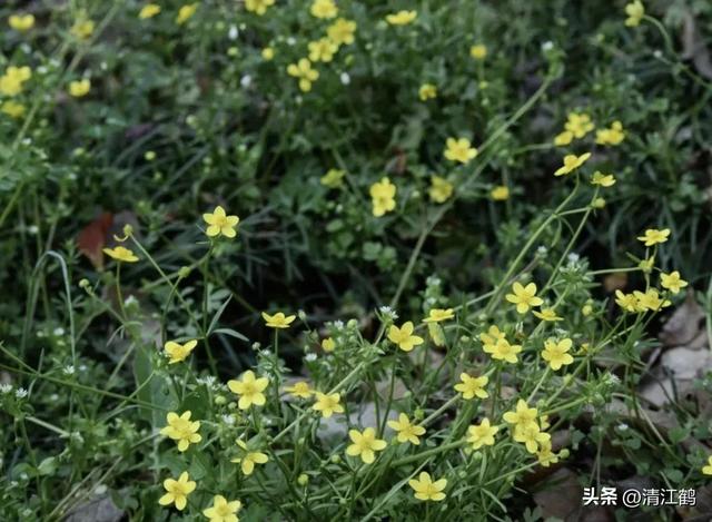 3月底开花，块根形似猫爪的植物，“6步骤”教你高效丰产栽培