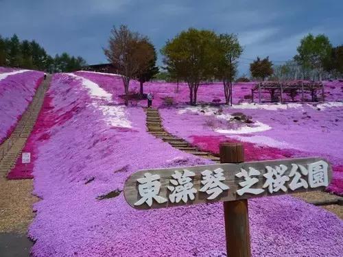 初夏绽放、长在地上！初夏的樱花——芝樱