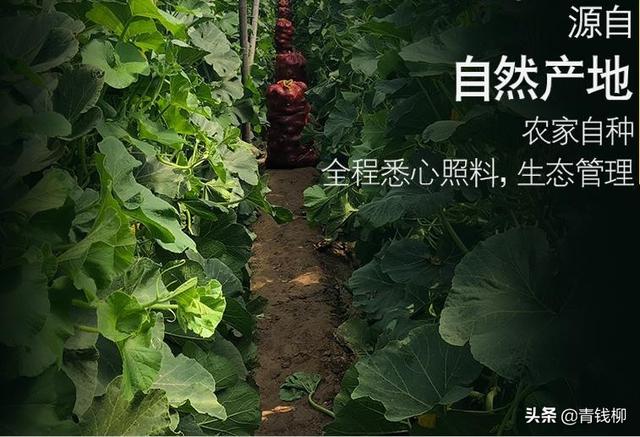 “栗香”迷你南瓜早春拱棚吊蔓栽培技术