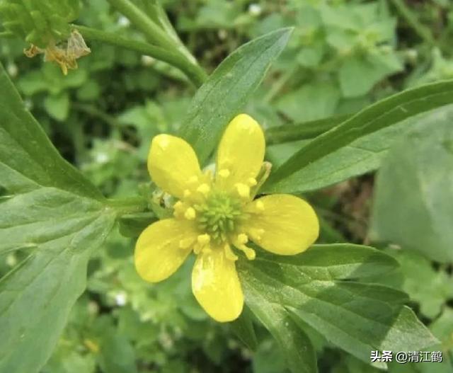 3月底开花，块根形似猫爪的植物，“6步骤”教你高效丰产栽培