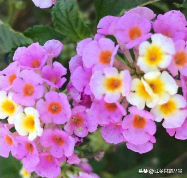 【观赏名花】花色多变的五色梅，繁殖养护有诀窍，四季观赏花不断