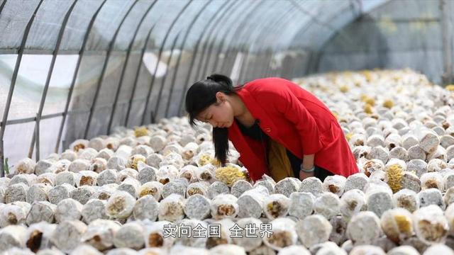 「风华齐鲁」振兴路上的“菌二代”