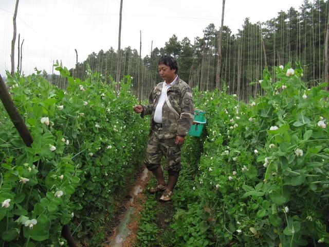 豌豆什么时候播种好？豌豆种植技术要点