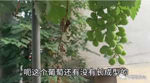 庭院葡萄种植技术视频播放-农家小院中的生态故事：无需“科技狠活”，葡萄自给自足