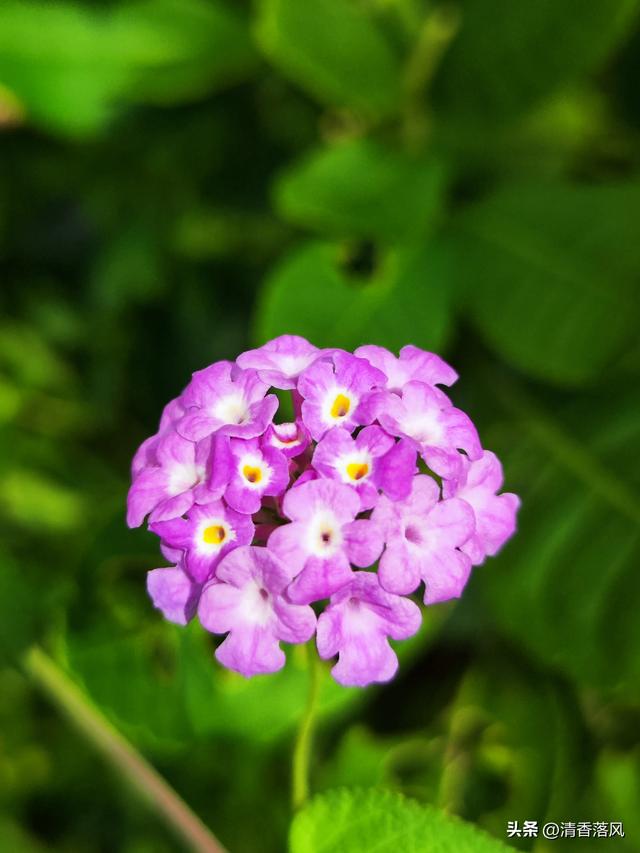 草花皇后——美女樱