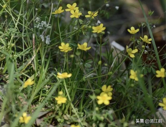 3月底开花，块根形似猫爪的植物，“6步骤”教你高效丰产栽培