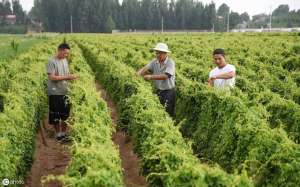 东北山药种植技术-山药怎么种植更高产？高产技术介绍