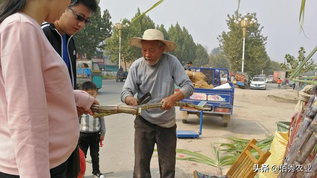 农民种植甘蔗，采取“车轮”销售法，一亩多赚6000元