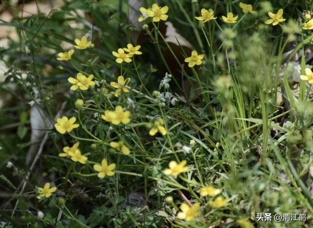 3月底开花，块根形似猫爪的植物，“6步骤”教你高效丰产栽培