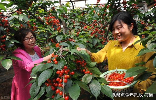 樱桃摘果后，要重点抓好追肥、夏剪、促花、保叶和病虫害防治管理