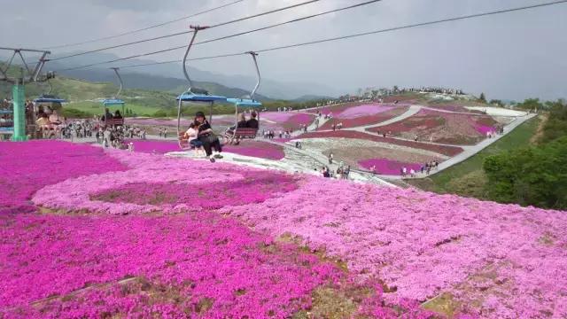 初夏绽放、长在地上！初夏的樱花——芝樱