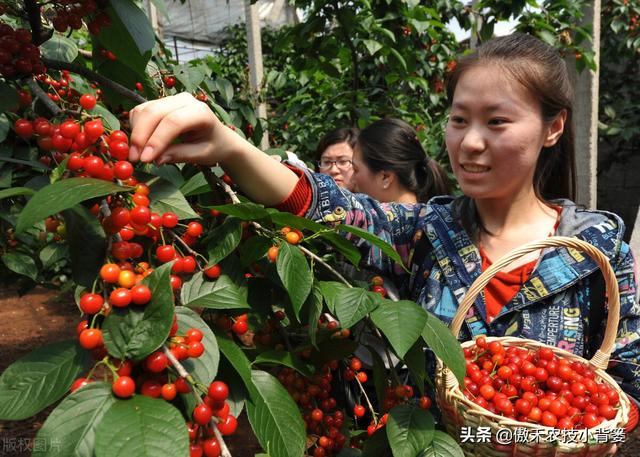 樱桃摘果后，要重点抓好追肥、夏剪、促花、保叶和病虫害防治管理