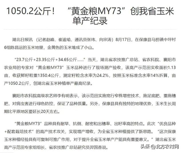 黄金粮，吨粮丰：亩产1050.2公斤，湖北襄阳春播玉米高产纪录