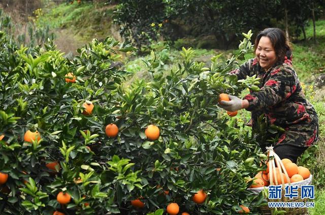 重庆奉节：脐橙种植促农增收