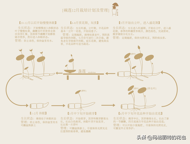 园丁：碗莲12月栽培计划及常见问题