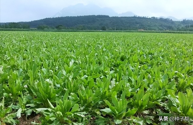 亩产30000斤的鲁梅克斯，产量大，养殖新型高蛋白饲草，耐寒-40度