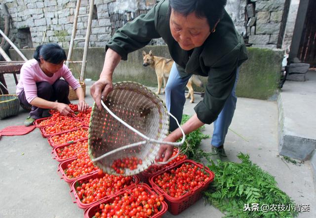 樱桃只开花不结果是什么原因？为什么说樱桃不适合单棵种植？