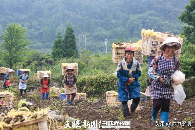 平坝区向阳村韭黄基地负责人刘华［一线调研·致富带头人］韭黄铺就致富路