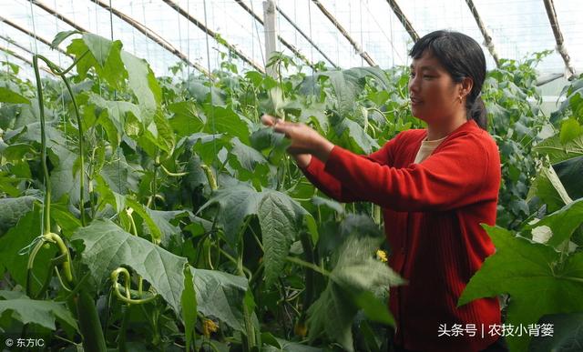 丝瓜畸形、苦味如何才能防治？如何种植管理才能高产？