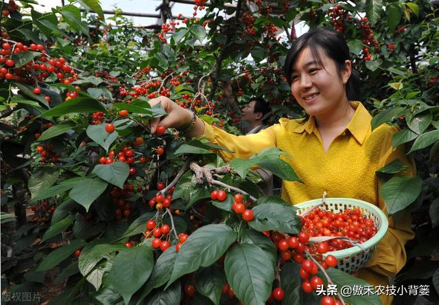 樱桃摘果后，要重点抓好追肥、夏剪、促花、保叶和病虫害防治管理