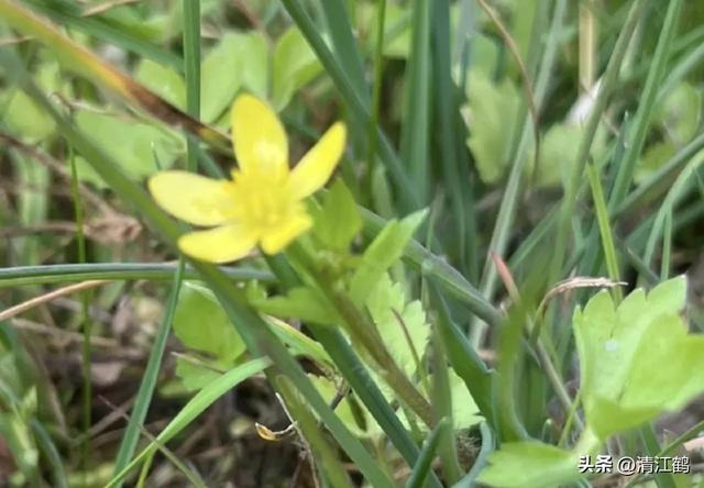 3月底开花，块根形似猫爪的植物，“6步骤”教你高效丰产栽培