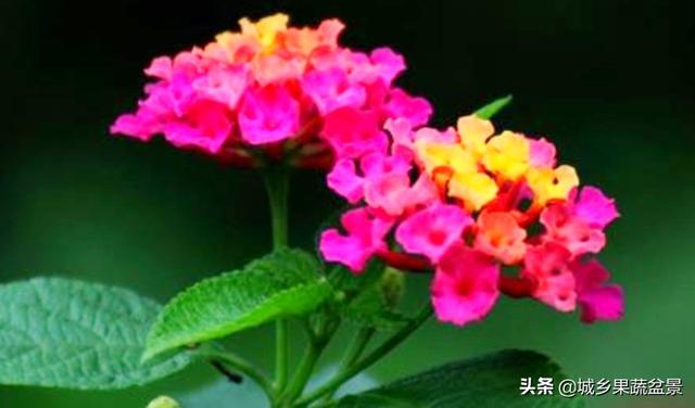 【观赏名花】花色多变的五色梅，繁殖养护有诀窍，四季观赏花不断