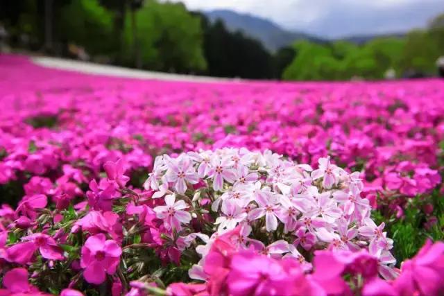 初夏绽放、长在地上！初夏的樱花——芝樱