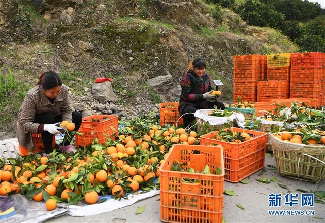 重庆奉节：脐橙种植促农增收