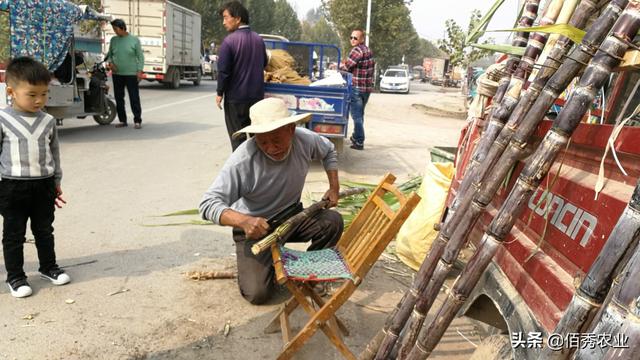 农民种植甘蔗，采取“车轮”销售法，一亩多赚6000元