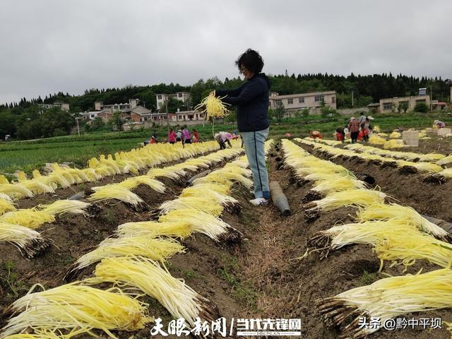 平坝区向阳村韭黄基地负责人刘华［一线调研·致富带头人］韭黄铺就致富路