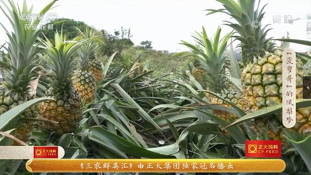 返乡大学生种凤梨年销2000万，秘密都藏在这个海南小村里