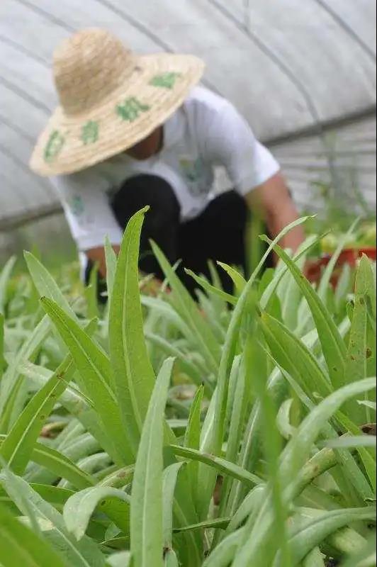 水果采摘？花卉庄园？双流彭镇竟有这么多游玩好去处!