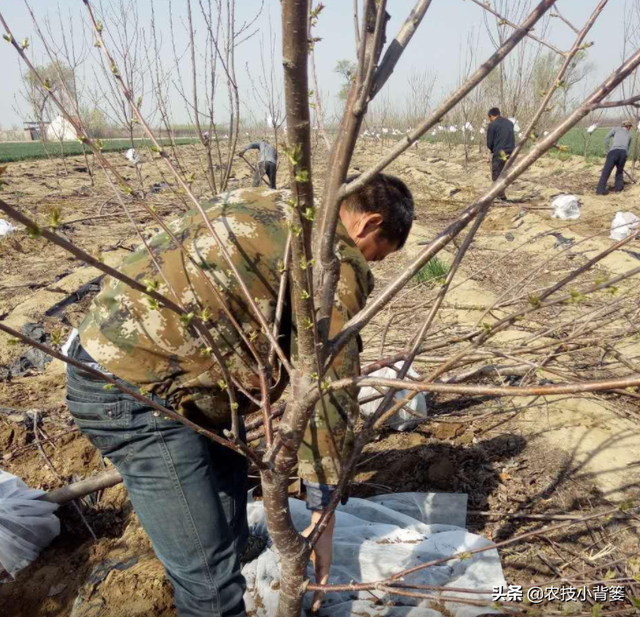 樱桃只开花不结果是什么原因？为什么说樱桃不适合单棵种植？