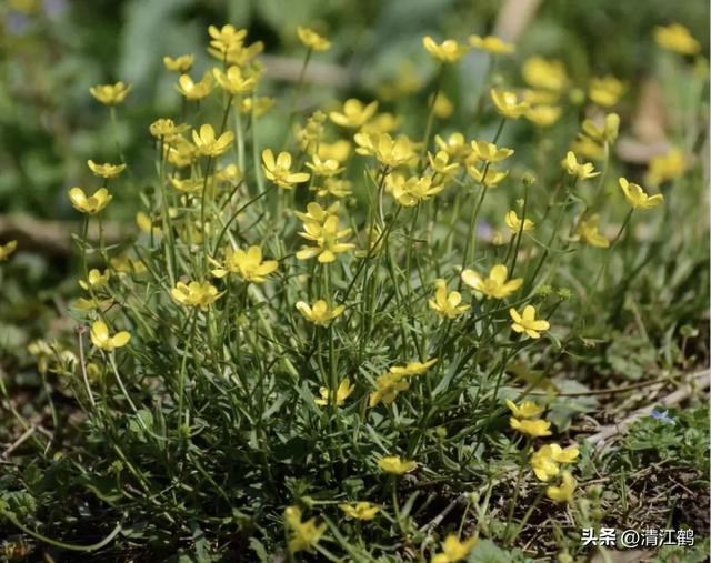 3月底开花，块根形似猫爪的植物，“6步骤”教你高效丰产栽培