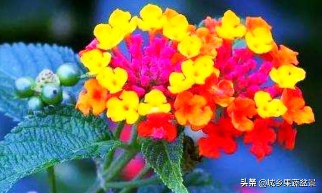 【观赏名花】花色多变的五色梅，繁殖养护有诀窍，四季观赏花不断