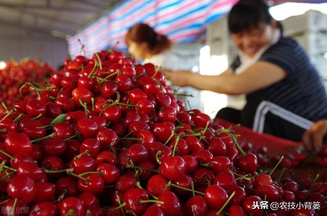 樱桃只开花不结果是什么原因？为什么说樱桃不适合单棵种植？