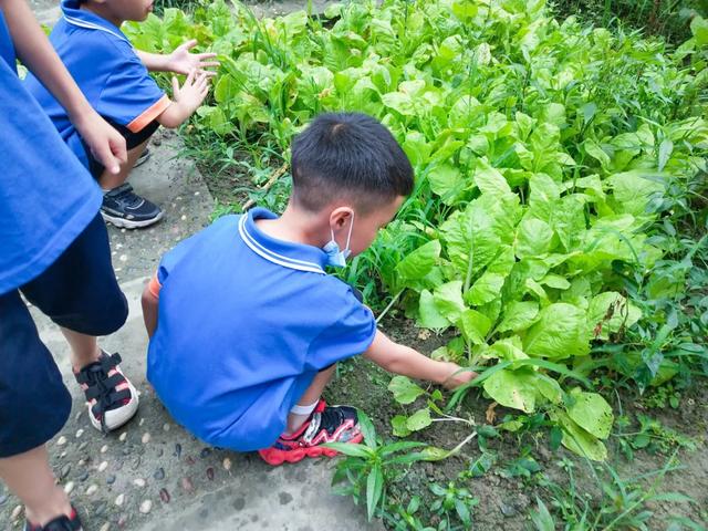 撷雅秋事忙，金小少年乐开荒丨金桥小学撷雅元种植探究课程