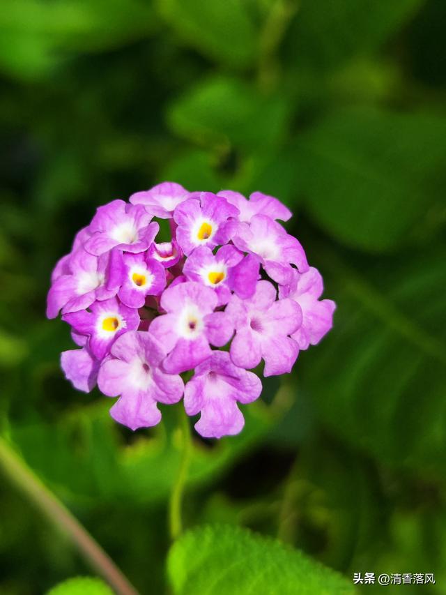 草花皇后——美女樱