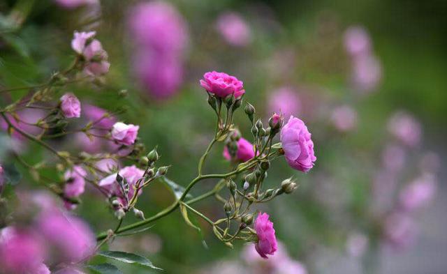 彭州市第四届宝山蔷薇花节将于4月29—5月20日举行