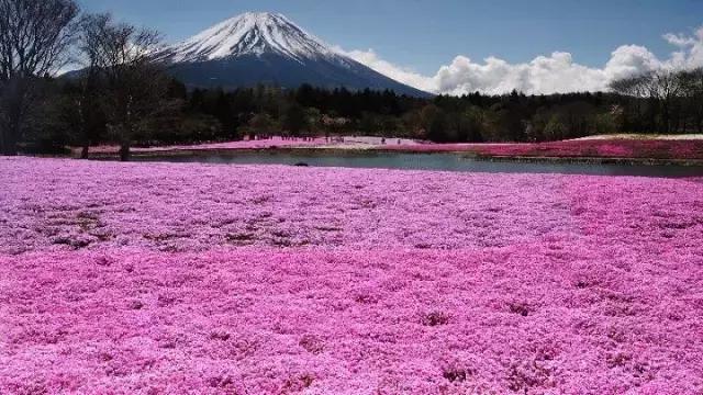 初夏绽放、长在地上！初夏的樱花——芝樱