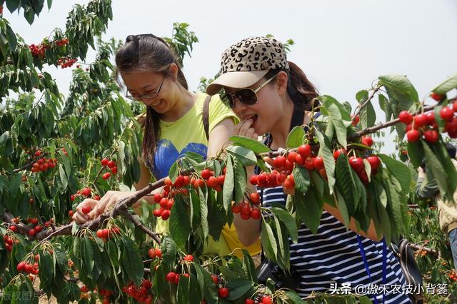 樱桃摘果后，要重点抓好追肥、夏剪、促花、保叶和病虫害防治管理