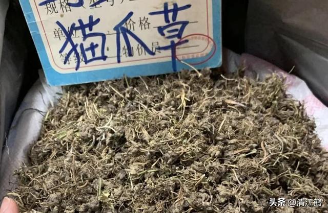 3月底开花，块根形似猫爪的植物，“6步骤”教你高效丰产栽培