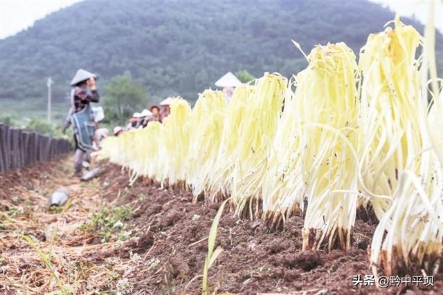 平坝区向阳村韭黄基地负责人刘华［一线调研·致富带头人］韭黄铺就致富路